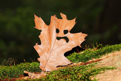 Close-up of dry maple leaf on land