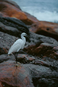 Bird perching on rock