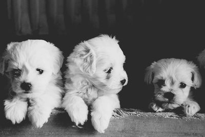 Close-up of puppies at home