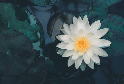 Close-up of white lotus water lily in lake