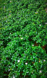 Full frame shot of plants in forest