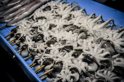 Close-up of food