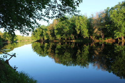 Reflection of trees in lake