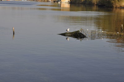 Ducks swimming in lake