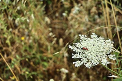 Close-up of white flowering plant