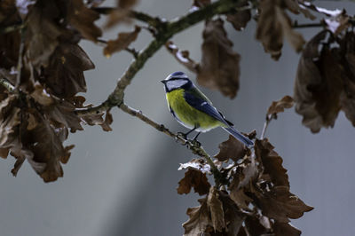 A bluetit perched on an oak branch. the soft sunlight from behind gives the bird a glowing effect.