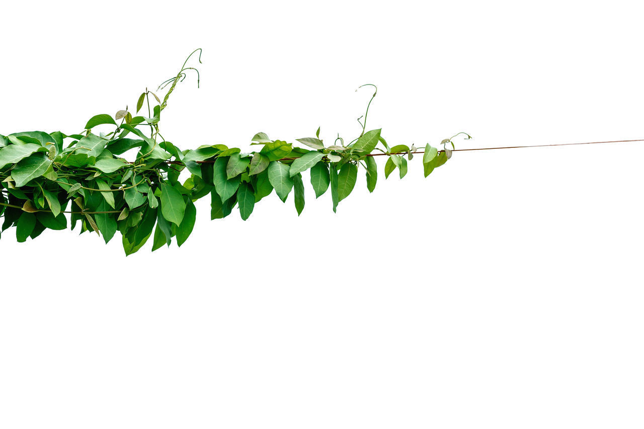 LOW ANGLE VIEW OF PLANTS AGAINST WHITE BACKGROUND