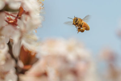 Close-up of insect on flower against sky