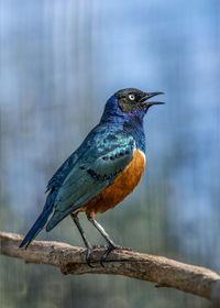 Close-up of bird perching on wood