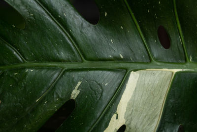 Full frame shot of wet leaves