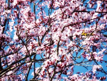 Low angle view of cherry blossom tree