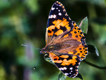 Close-up of butterfly resting on a leaf