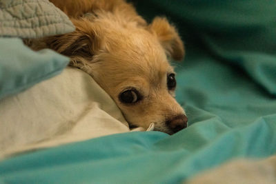 Spoiled sulky long haired chihuahua snuggled in a human bed with blue sheets.