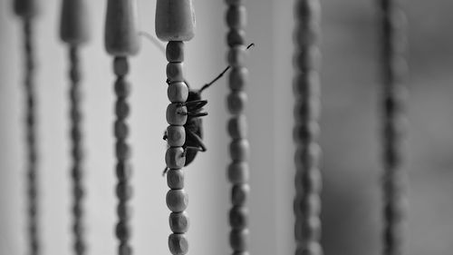 Close-up of chain on metal fence