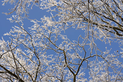 Low angle view of bare tree against blue sky