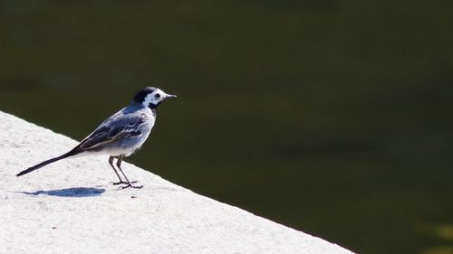 Bird perching on railing