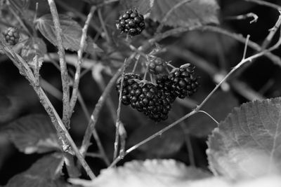 Close-up of leaves on twig