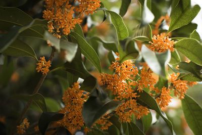 Close-up of orange flowering plant