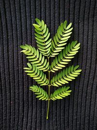 High angle view of fern leaves on wood against black background