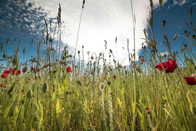 Red flowers growing in field