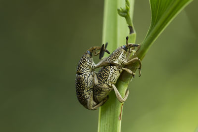 Close-up of insect on plant