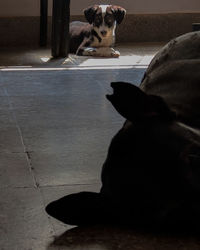 Portrait of dog sitting on floor at home