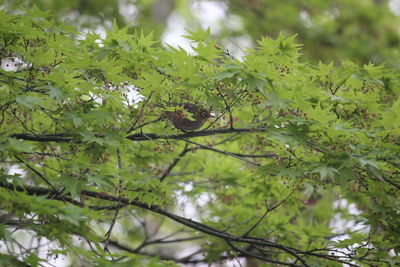 Low angle view of leaves on tree