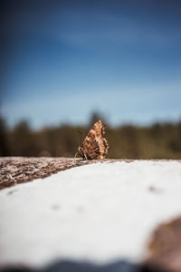 Close-up of insect against blurred background