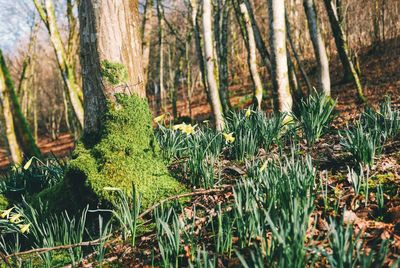 Trees growing in forest