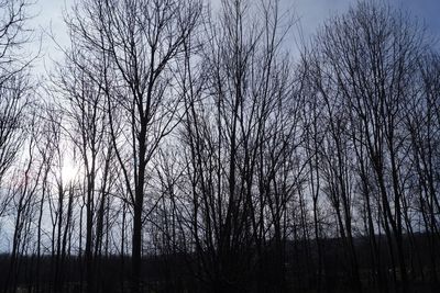 Low angle view of bare trees in forest