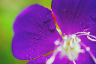 Close-up of wet pink flower