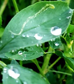 Close-up of water drops on leaf