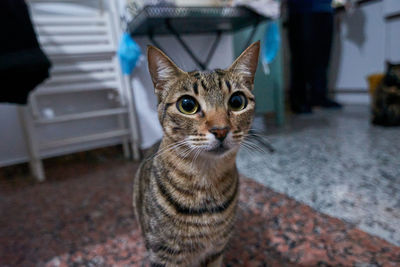 Close-up portrait of tabby cat
