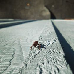 Close-up of fly