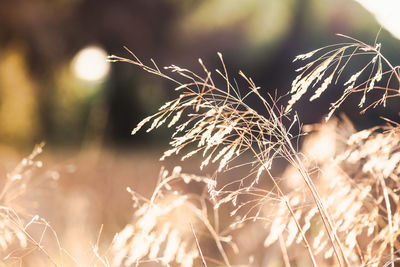 Close-up of wheat plant at night