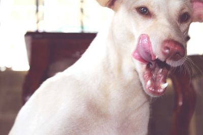 Close-up of dog yawning