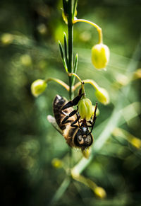 Close-up of butterfly pollinating on flower