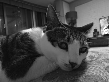 Close-up of cat relaxing at home