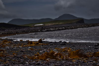 Birds on shore against sky