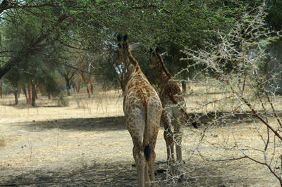 Giraffe in a field