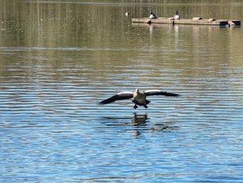 Bird flying over lake
