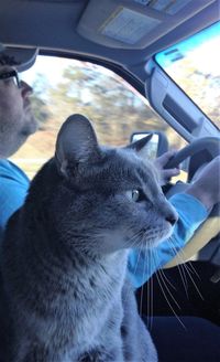 Close-up of hand feeding cat in car