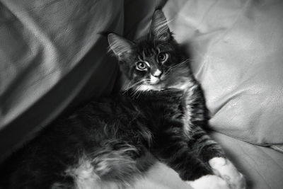 Portrait of cat relaxing on bed at home