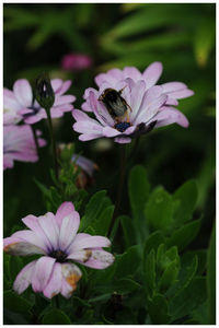Close-up of bee on flower