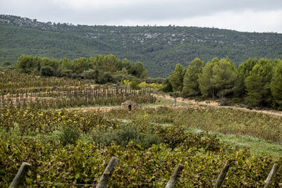 Scenic view of agricultural field against sky