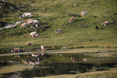 Flock of sheep grazing in a field