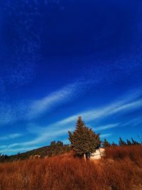 Plants on field against blue sky