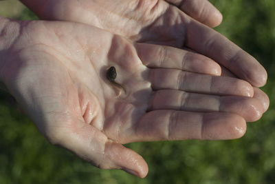 Close-up of hand holding tadpole