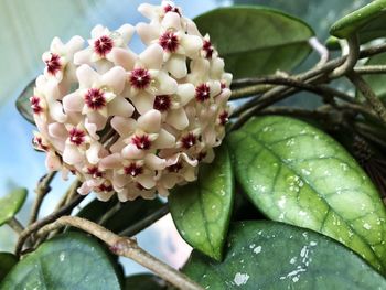 Close-up of flower tree