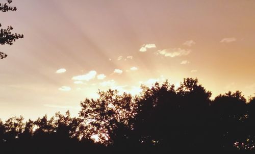 Low angle view of silhouette trees against sky during sunset